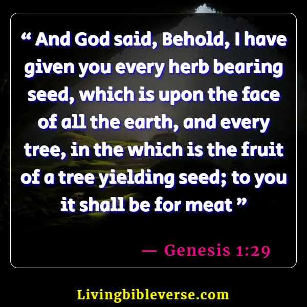 Bible Verse About Food Blessings (Genesis 1:29)