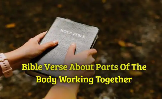 Bible Verse About Parts Of The Body Working Together